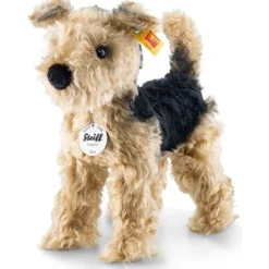 Terri Welsh Terrier